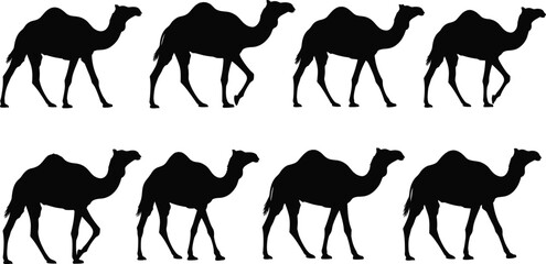 Set of black camel silhouettes in different walking poses isolated on white background, desert animal dromedary vector collection for safari travel and middle eastern themes. © MSTARJINAAKTHER