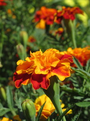 Zbliżenie na kwiat tagetes © Kumulugma