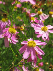 Zbliżenie na kwiat coreopsis tinctoria © Kumulugma