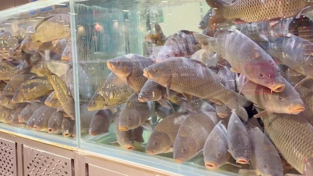 fresh fish  and seafood in supermarket