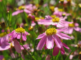 Zbliżenie na kwiat coreopsis tinctoria © Kumulugma