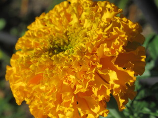 Zbliżenie na kwiat tagetes © Kumulugma