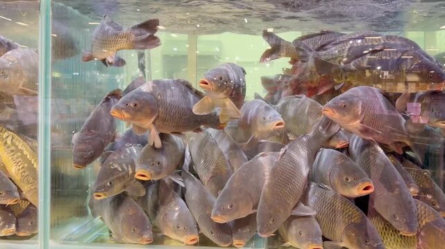 fresh fish  and seafood in supermarket