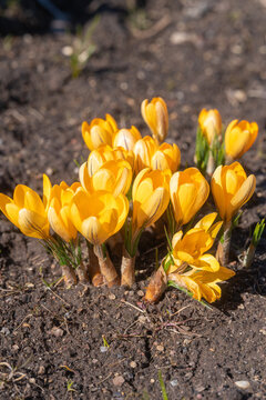 Yellow crocus flowers blooming in spring, fresh garden flowers close up, seasonal nature growth concept