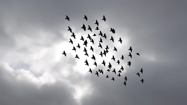 Flock of birds silhouette flying in formation across a cloudy overcast sky with bright sun shining through clouds during migration