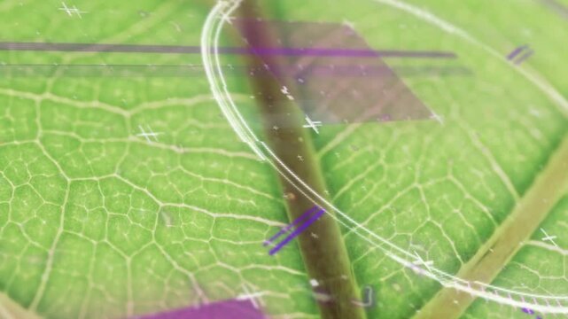 Green leaf serving as anchor, graphics fading then sliding to highlight vein network and motion