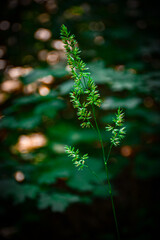 A close-up of a green wild grass ear against a dark, blurred forest background. Ideal for botanical collections, minimalist room decor, atmospheric mood boards. quiet beauty of nature