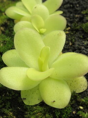 Zbliżenie na rośliny z gatunku pinguicula © Kumulugma