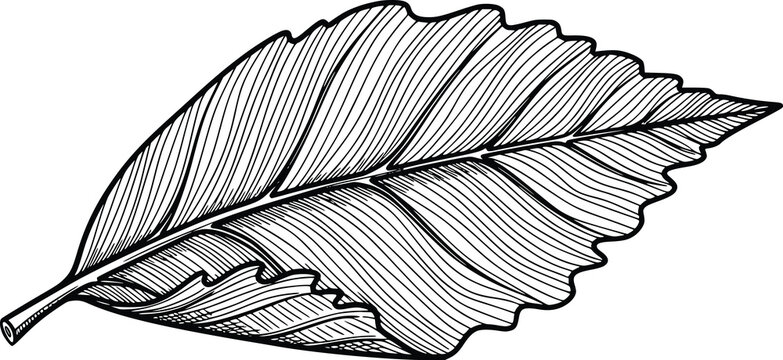 Detailed Black and White Leaf Vector Illustration