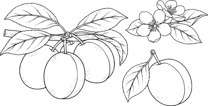 Mango Vector Illustration with Leaves and Flowers