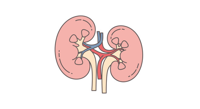 Human Kidney Organ Anatomy Illustration.