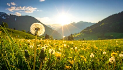 Naklejka premium Dandelions Serene Embrace - A Mountain Vistas Golden Hour.