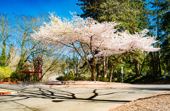 Seatack Park Blossoms 2