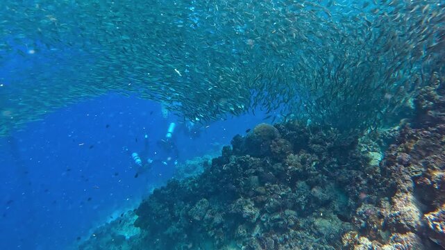Underwater view of a massive sardine run school and a young man scuba diving near a coral reef in Moalboal, Cebu, Philippines.