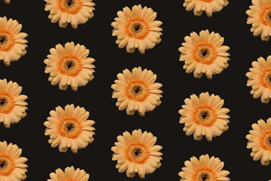 Creative pattern made of a orange daisy gerber flower on a black background. Seamless flower concept.