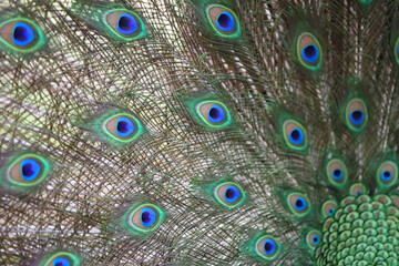 Fototapeta premium Close-up photograph showcasing the intricate beauty of a peacock's fanned tail feathers highlighting mesmerizing eye patterns and delicate textures