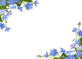 Naklejka premium Beautiful blue forget-me-not (Brunnera) flowers in a corner arrangements isolated on white or transparent background