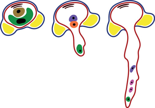 Pollen germination and pollen tube growth in gymnosperms