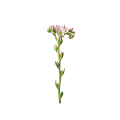 Fototapeta premium Succulent flower stalk with buds and blooms