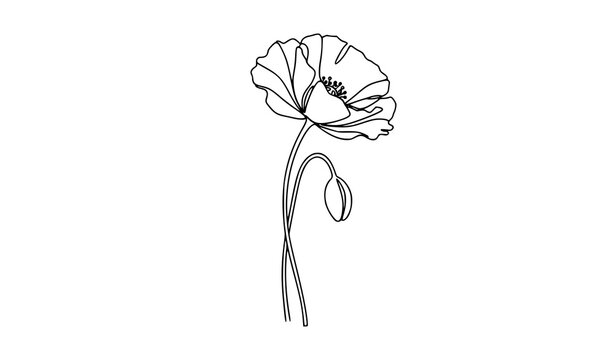 Minimalist poppy one line drawing vector with continuous outline flower in elegant simple style