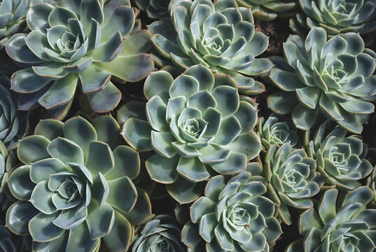 A dense collection of blue-green succulents forms a textured, overlapping pattern.
