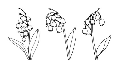 Naklejka premium Lily of the Valley set with hand-inked line art design featuring tiny white bells, delicate leaves, botanical illustration with springtime flowers and organic lines