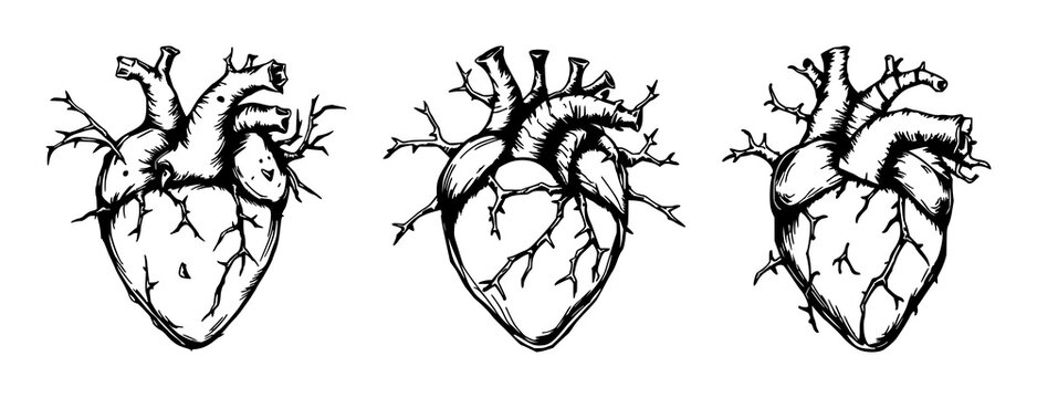 Heart set with rough sketchy art of an anatomical heart formed by thorny vines and thorns featuring detail, monochrome, illustration with vector and line art