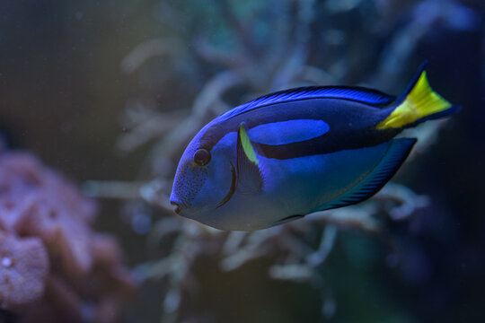 Beautiful regal tang swimming underwater.