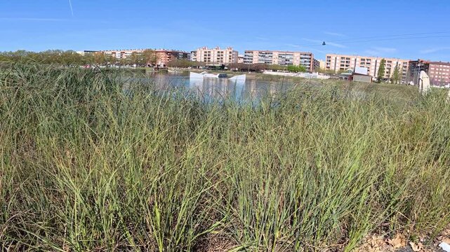 Lake with aquatic plants, parc central, Santa Perpetua, 4k