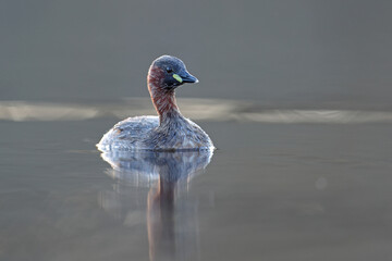 Perkozek (Tachybaptus ruficollis) Little crab © Bartosz Rakoczy