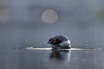 Perkozek (Tachybaptus ruficollis) Little crab © Bartosz Rakoczy