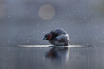 Perkozek (Tachybaptus ruficollis) Little crab © Bartosz Rakoczy