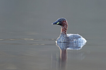 Perkozek (Tachybaptus ruficollis) Little crab © Bartosz Rakoczy