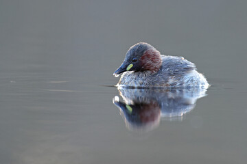 Perkozek (Tachybaptus ruficollis) Little crab © Bartosz Rakoczy