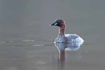 Perkozek (Tachybaptus ruficollis) Little crab © Bartosz Rakoczy