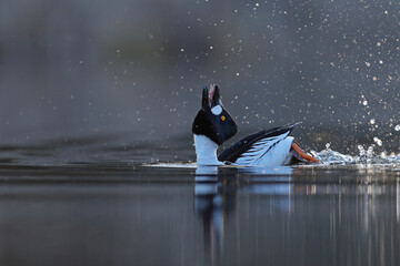 Gągoł (Bucephala clangula), goldeneye © Bartosz Rakoczy