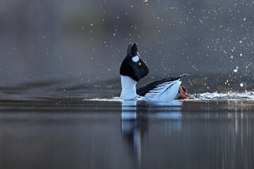 Gągoł (Bucephala clangula), goldeneye © Bartosz Rakoczy