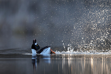 Gągoł (Bucephala clangula), goldeneye © Bartosz Rakoczy