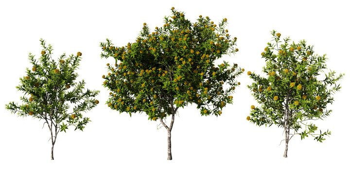 Set of three Xanthostemon chrysanthus golden penda trees in full bloom with bright yellow flowers at varying sizes, transparent PNG, 3D render