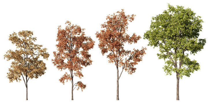 Set of four white oak trees in seasonal foliage variants including summer green and autumn orange, transparent PNG, 3D render