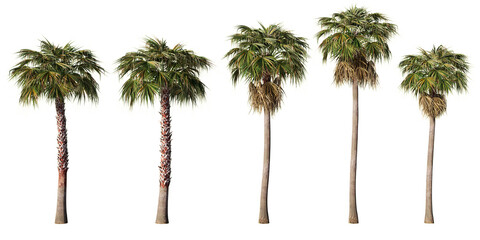Set of five Washingtonia robusta Mexican fan palm trees at varying heights with fan-shaped crowns and leaf skirts, transparent PNG, 3D render © Frans Kazan