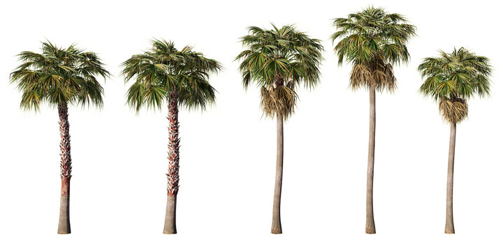 Set of five Washingtonia robusta Mexican fan palm trees at varying heights with fan-shaped crowns and leaf skirts, transparent PNG, 3D render