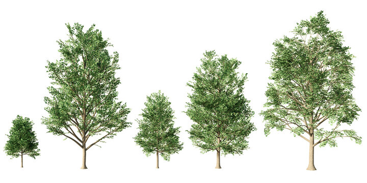 Set of five tulip trees with lush spring foliage at varying growth stages, isolated, transparent PNG, 3D render