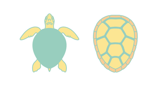 Turtle Shell Side and Top Views.