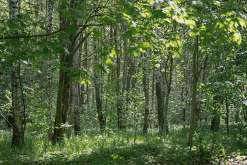 Obraz premium A lush green forest with tall trees and sunlight filtering through the leaves. The ground is covered with grass and small plants, creating a serene natural environment.