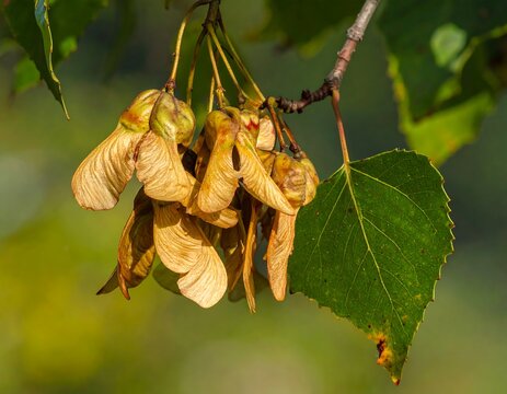 Close-up of maple seeds and a green leaf on a branch.