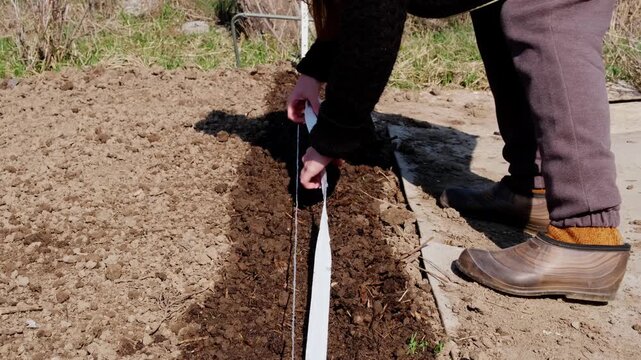 Detailed footage of a gardener unrolling a biodegradable seed tape onto a prepared soil bed. This video demonstrates the modern technology of precision sowing, where seeds are pre-spaced on water-solu