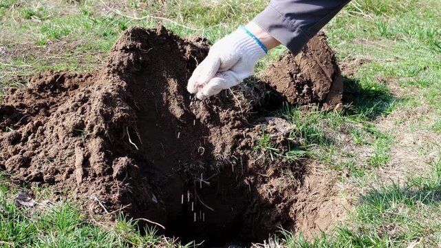 High-quality footage of a professional male gardener carefully pouring granulated mineral fertilizers into a prepared planting hole. This video illustrates the concept of mindful gardening and scienti