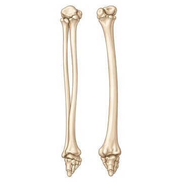 Human radius and ulna arm bones illustration isolated on white background for medical and educational use