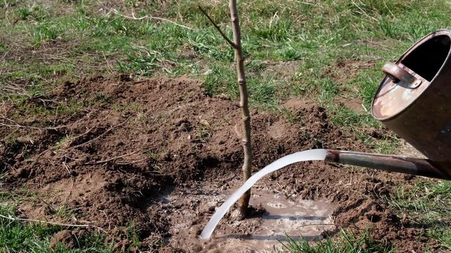 A close-up video showing the vital process of watering a fruit tree sapling immediately after it has been planted in the ground. Using a classic watering can, the gardener carefully saturates 